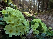 19 Primula vulgaris